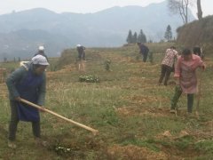 桶井乡脱贫路上的3·8部队