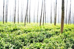 河南潢川踅孜淮南茶紧俏上市