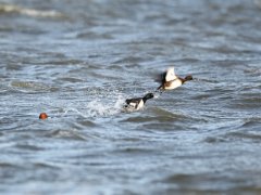 国家5A级景区柴河迎来候鸟迁徙高峰