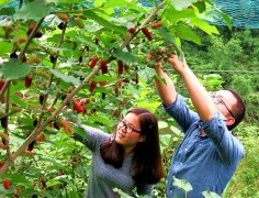 湖北宜都:农民肖洲千亩桑葚醉游人