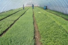 扎兰屯市农民合作社达1456个吸纳社员1.9万户