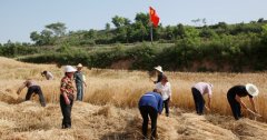 山西夏县瑶峰镇党员干部为特困户抢收小麦