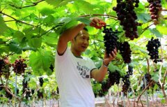 四川宜宾:“相约凉姜 偶遇崇德”葡萄架下的浪漫邂逅