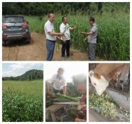 玉屏养殖户掀起“饲用粮”种植热潮