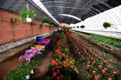 呼伦贝尔小东河科技园孵化“现代农业” 打造“绿色家园”