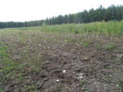 黑恶势力勾结?吉林农安法院拒不执行生效判决!