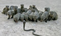 安利欺骗中国人的惊天内幕 !