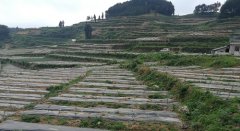 鹦鹉溪镇:三抓一重  跑出油茶发展加速赛