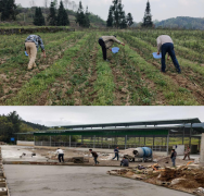 鹦鹉溪镇:紧扣“八要素”产业大发展