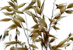 山东郯城:风中摇摆 野燕麦花多姿多彩