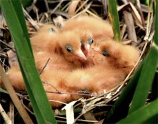 山东郯城:采莲湖畔生态好 水鸟结对育“宝宝”