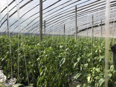 河南方城杨楼镇:特色产业夯实脱贫根基