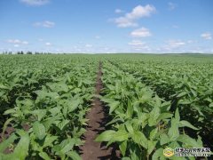 呼伦贝尔农垦大兴安岭集团公司打造北疆非转基因大豆生产基地
