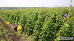 兰西县豆角喜丰收产业促振兴