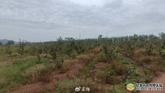 关于樱桃树死亡,逐条驳斥大连农业农村局的谎话、瞎话、空话